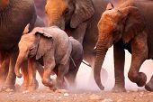 pic of animals  - Elephant herd on the run in Etosha desert - JPG 