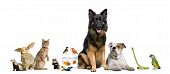 picture of group  - Group of pets together in front of white background - JPG 