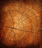 image of construction  - texture of tree stump - JPG 