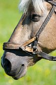 pic of equus caballus  - Horse  - JPG 