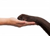 picture of handshake  - Dog paw and human hand doing a handshake - JPG 