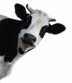 image of animals  - Funny cow isolated on a white background - JPG 