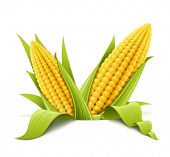 foto of food  - couple corncob vector illustration isolated on white background - JPG 