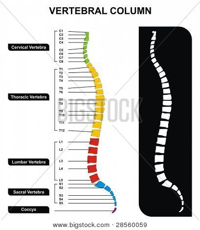 Poster: VECTOR Vertebral Column Spine Diagram