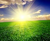 image of blue sky  - Green grass under blue sky - JPG 