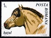 stock photo of equus caballus  - a stamp printed in the Romania shows Northern Moravian - JPG 