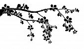 picture of black  - Black branch of beautiful seasonal cherry blossom - JPG 