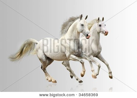 Picture or Photo of White horses running gallop over a grey background