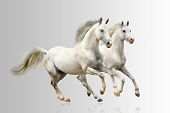 stock photo of horse  - white horses running gallop over a grey background - JPG 