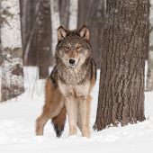 stock photo of animals  - Grey Wolf  - JPG 