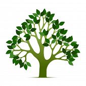 pic of nature  - Tree vector illustration with green leafs - JPG 