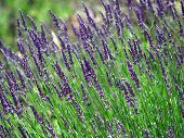 picture of france  - Lavender cultivated field in Provence France during summer - JPG 