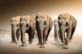 stock photo of  photo  - Photo of a herd of elephants on the move - JPG 