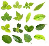 picture of vein  - Set of berry and fruit leaves isolated on white background - JPG 