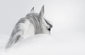 pic of horse  - Gray Andalusian horse in a mist - JPG 