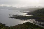 stock photo of dead-line  - Dead trees lining the banks of lake gordon flooded for a dam project tasmanian wilderness - JPG 