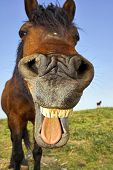 pic of equine  - Horse with a sense of humor - JPG 