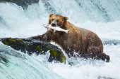 picture of animals  - Brown bear on Alaska - JPG 