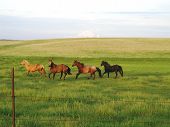 foto of quarter horse  - Four horses running in a pasture - JPG 