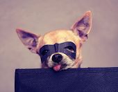 stock photo of pals  - a cute chihuahua with a mask on  - JPG 