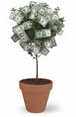 stock photo of money  - Money Tree on White - JPG 