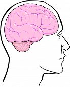 foto of cerebellum  - brain - JPG 