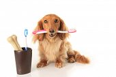 stock photo of dog  - Dachshund dog holding a toothbrush - JPG 