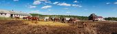 stock photo of horse  - Panoramic shoot of herd of horses grazing on a farm at sunny day - JPG 