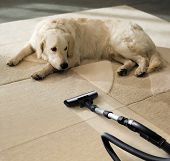image of dog  - the dog lies on the beige carpet and looks at vacuum cleaner - JPG 