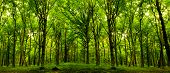 stock photo of nature  - forest trees - JPG 