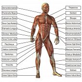 picture of health  - High resolution concept or conceptual 3D human anatomy and muscle isolated on white background as metaphor to body - JPG 