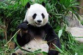 picture of nature  - giant panda bear eating bamboo - JPG 