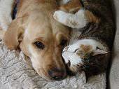 picture of animals  - Labrador Retriever being hugged by calico cat - JPG 