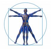 stock photo of medical  - vitruvian man modern skeleton isolated x - JPG 