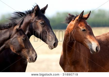 Picture or Photo of Group of foals in the field