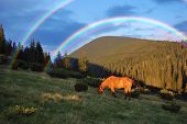 picture of horse  - Horse grazing in the mountains and a beautiful rainbow - JPG 