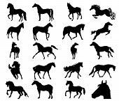 picture of horse  - Illustration of the silhouettes horses on white background - JPG 