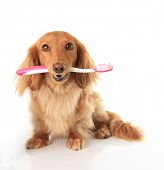 picture of dog  - Dachshund dog with a toothbrush - JPG 