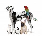 pic of animals  - Group of pets  - JPG 