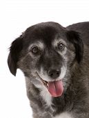 pic of dog  - Cute old dog on white background looking happy - JPG 