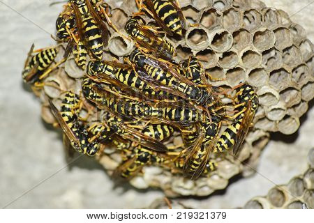 Poster: Wasp nest with