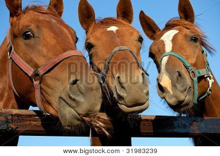 Picture or Photo of Closeup of three  heads of a horses