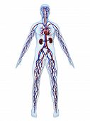 picture of vein  - 3d rendered anatomy illustration of the human cardiovascular system - JPG 