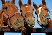 picture of horse  - Closeup of three  heads of a horses - JPG 