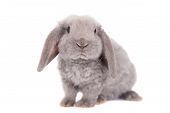 pic of curiosity  - Grey lop - JPG 