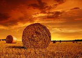 foto of yield  - Straw bales on farmland with red cloudy sky - JPG 