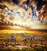 picture of sunset  - Zebras herd on savanna at sunset - JPG 