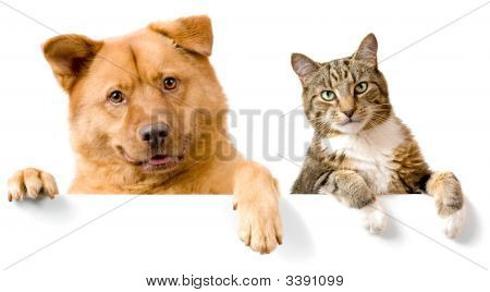 Picture or Photo of Dog and Cat above white banner looking at camera. Put your text bellow.