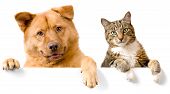 picture of dog  - Dog and Cat above white banner looking at camera - JPG 