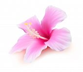 stock photo of holidays  - Flower vector - JPG 